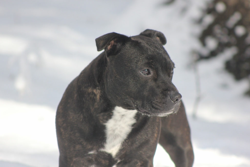 Manorview Staffords, Staffordshire Bull Terriers, Manorville, New York